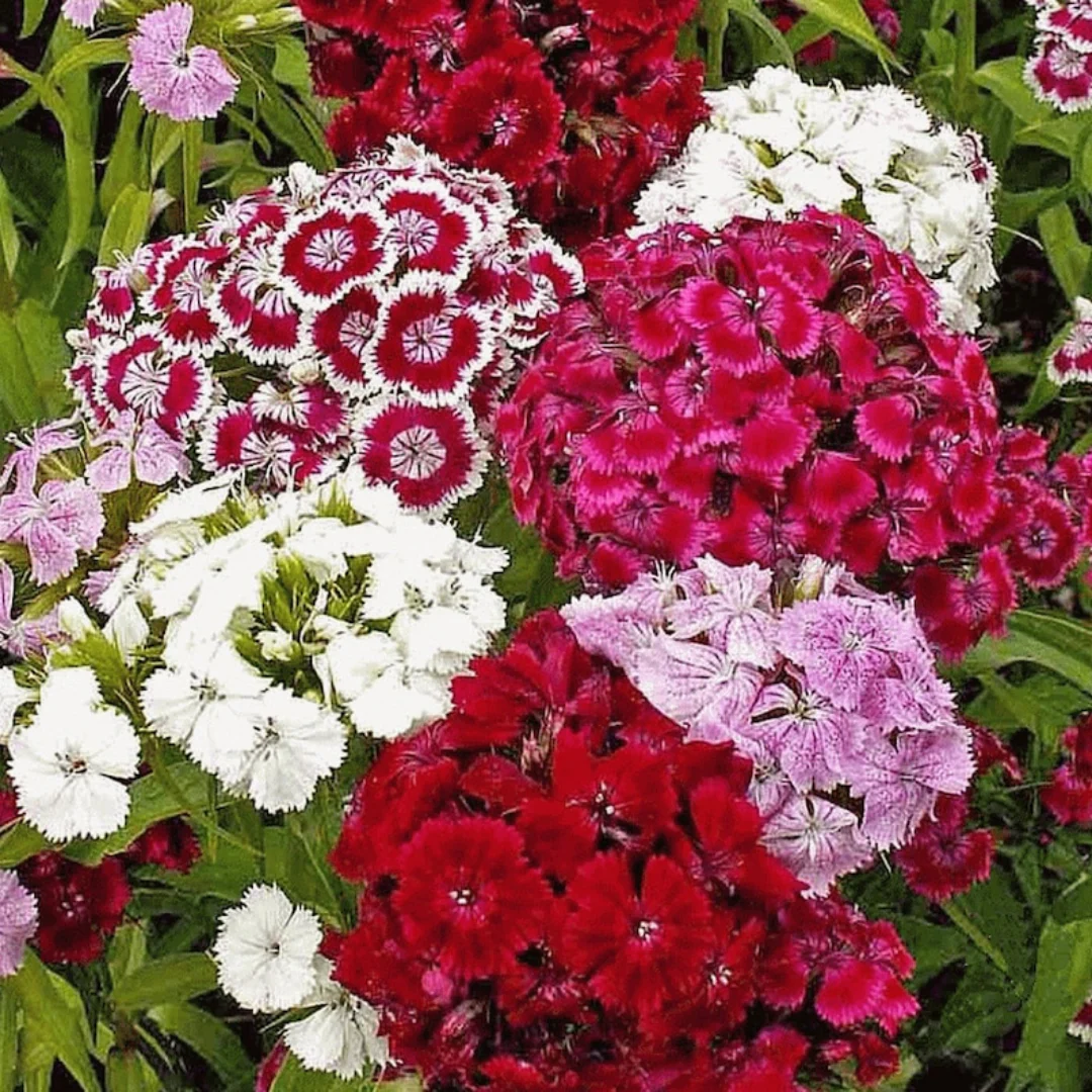 Sweet William Electron Mix - Image 3