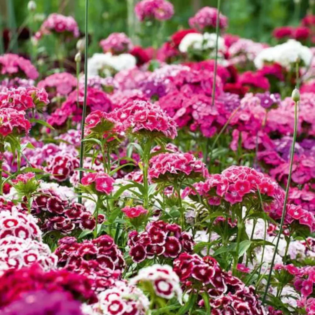 Sweet William Electron Mix - Image 4