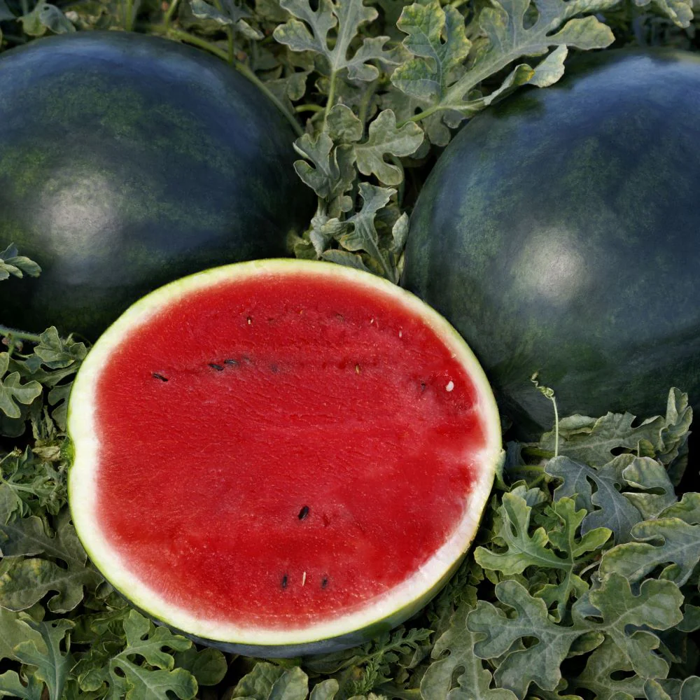 Sweetie Pie Hybrid Watermelon F1