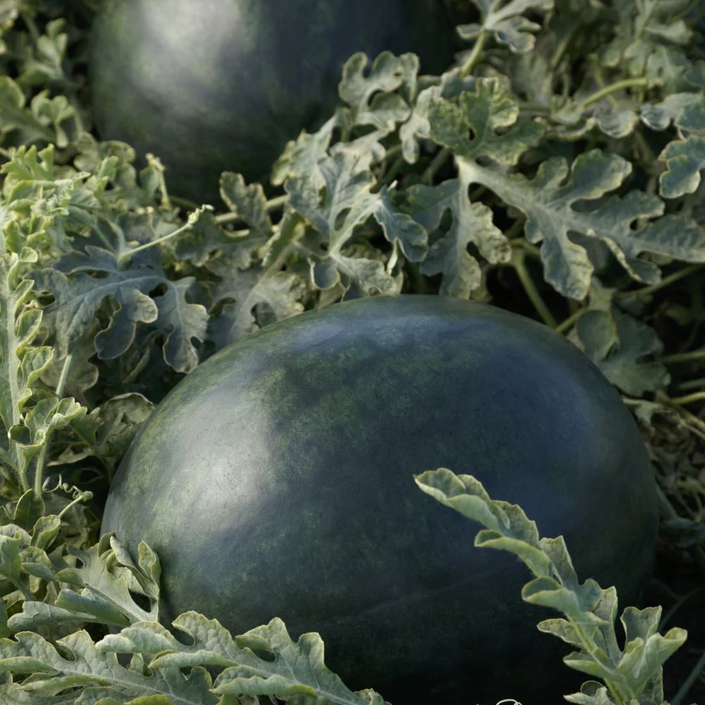Sweetie Pie Hybrid Watermelon F1 - Image 2