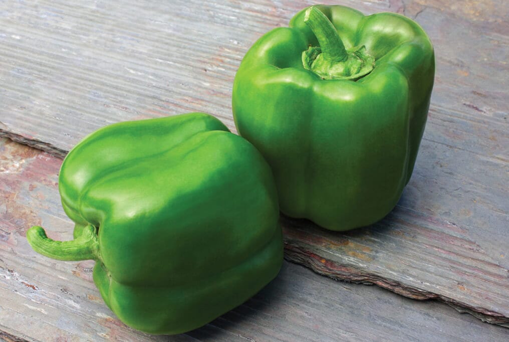 Touchdown Hybrid Bell Pepper F1