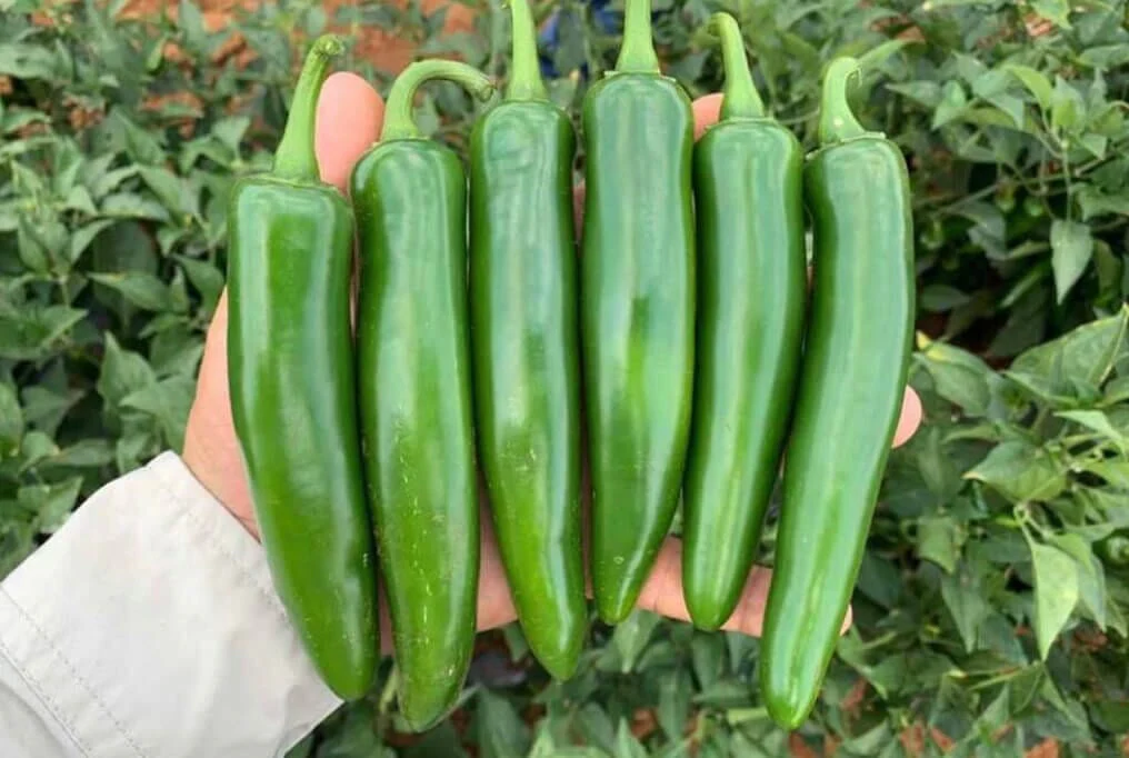Trapio Hybrid Serrano Pepper F1