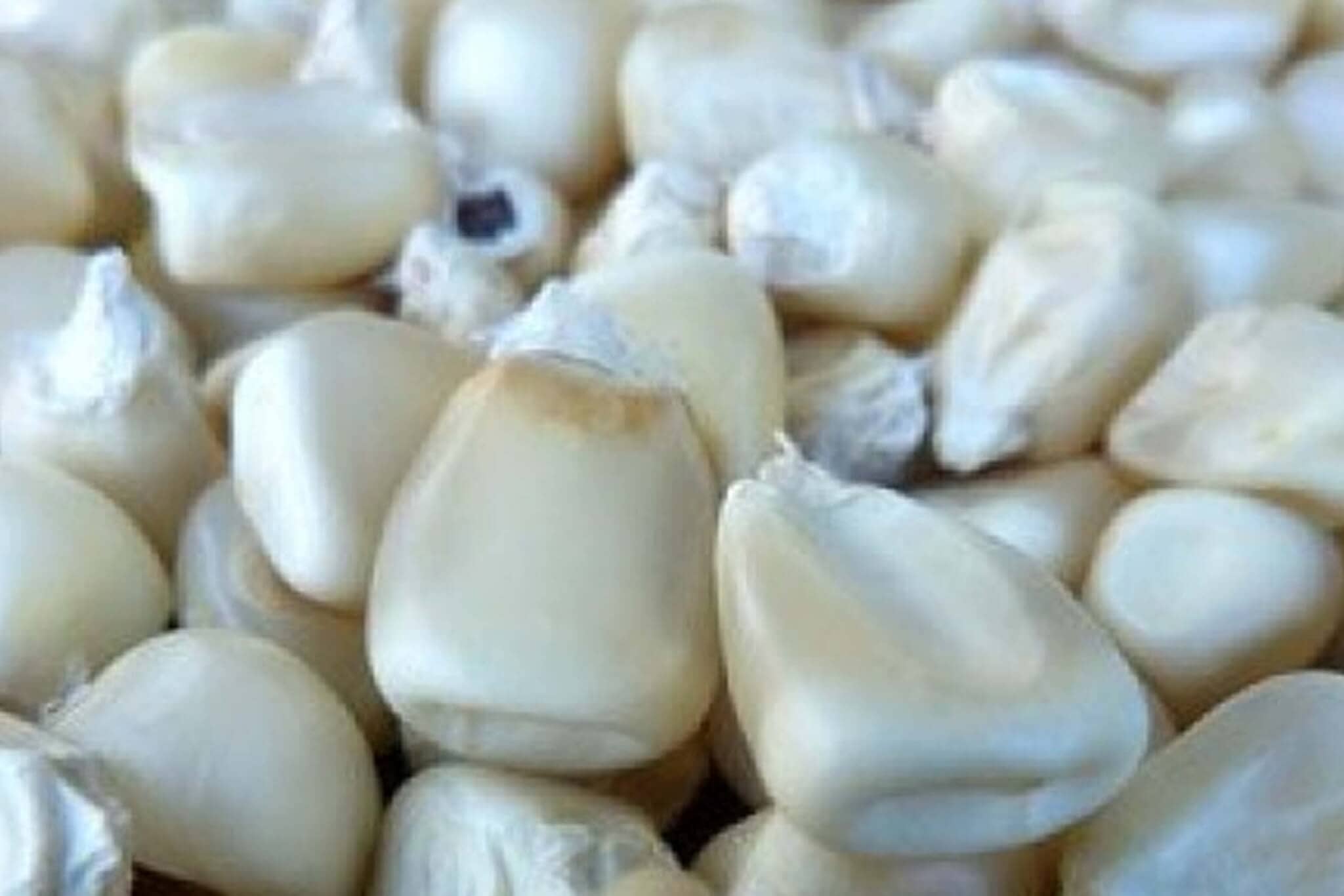 Trucker's Favorite White Corn - Image 2