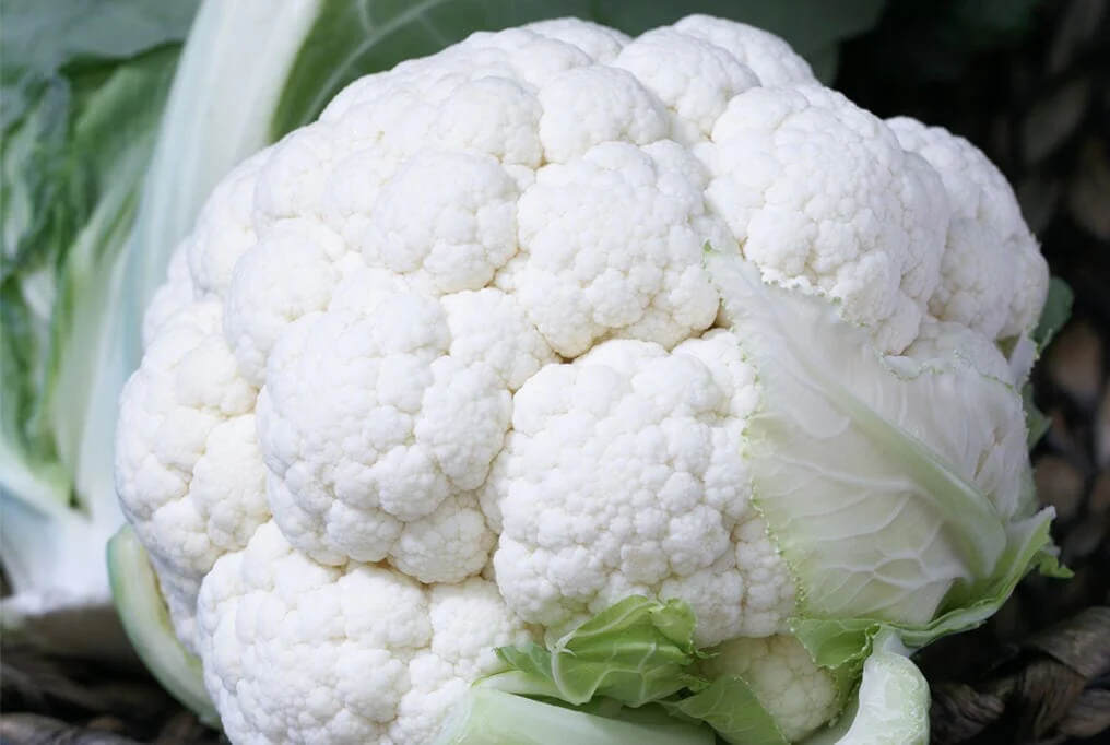 Twister Cauliflower Plugs - Image 3