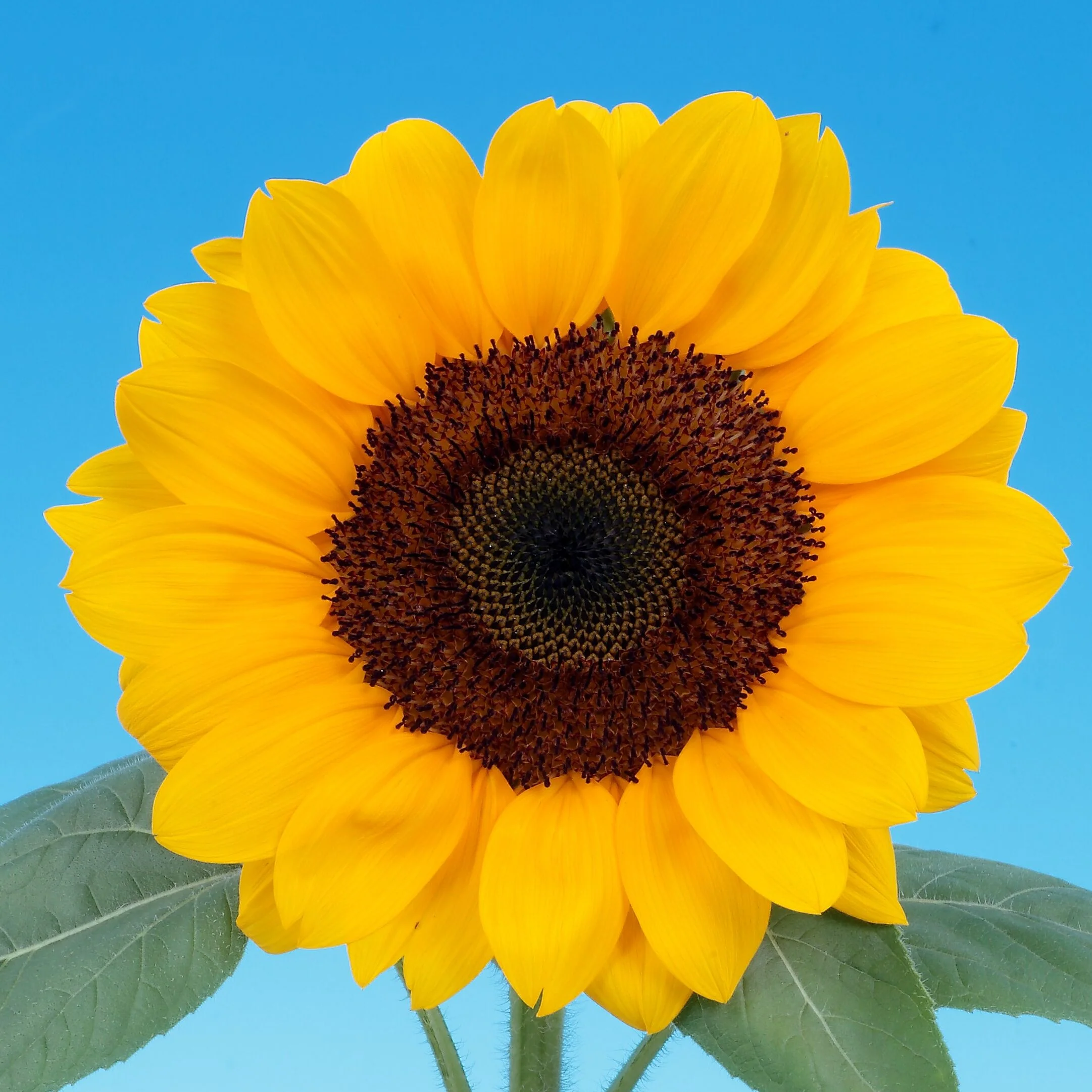 Vincent's Choice DMR Sunflower - Image 2