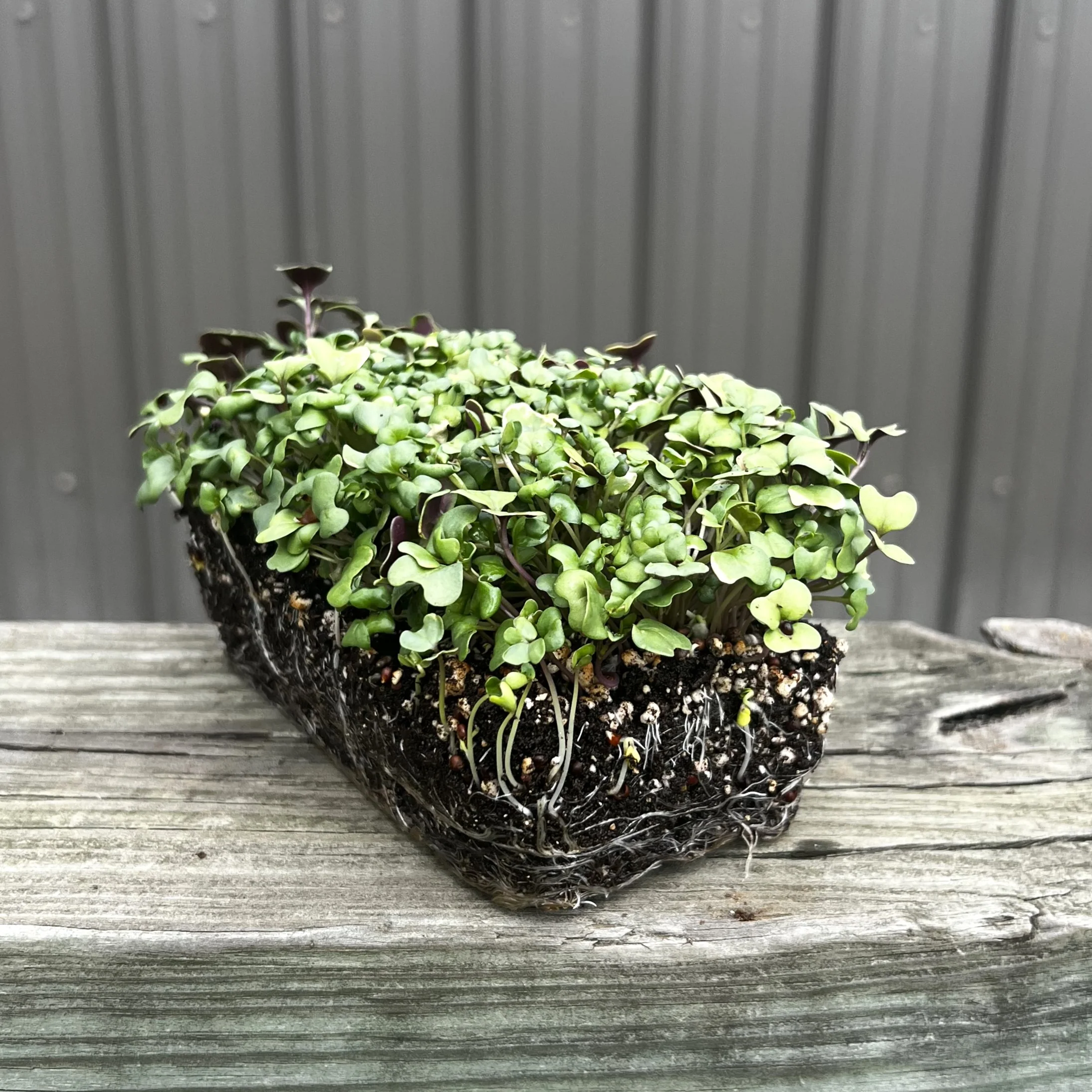 Waltham 29 Broccoli Microgreens