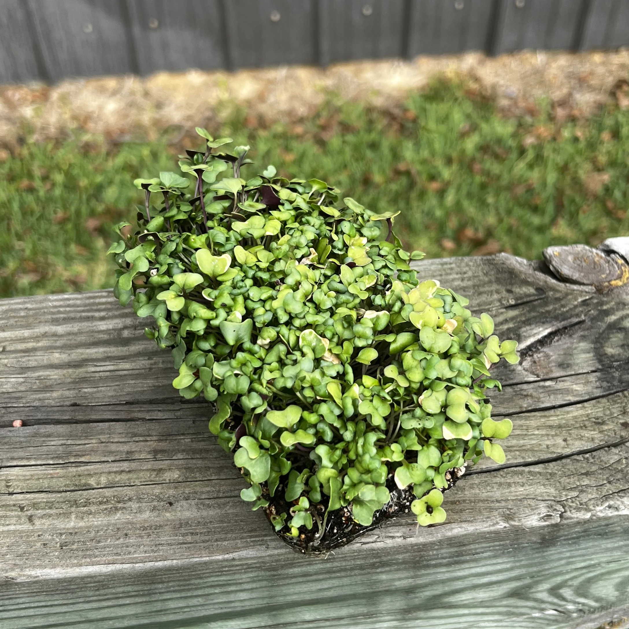 Waltham 29 Broccoli Microgreens - Image 2