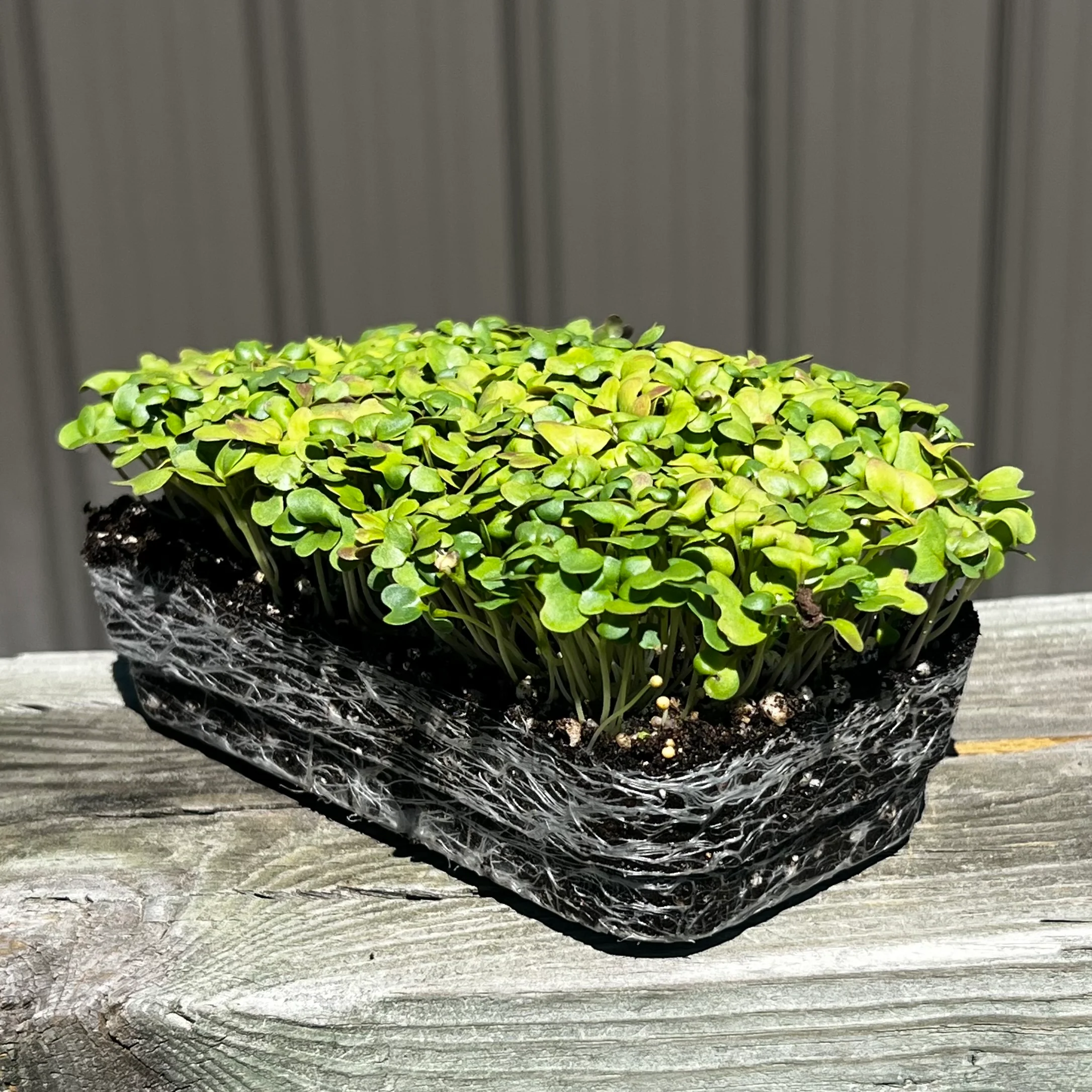 Wasabi Mustard Microgreens