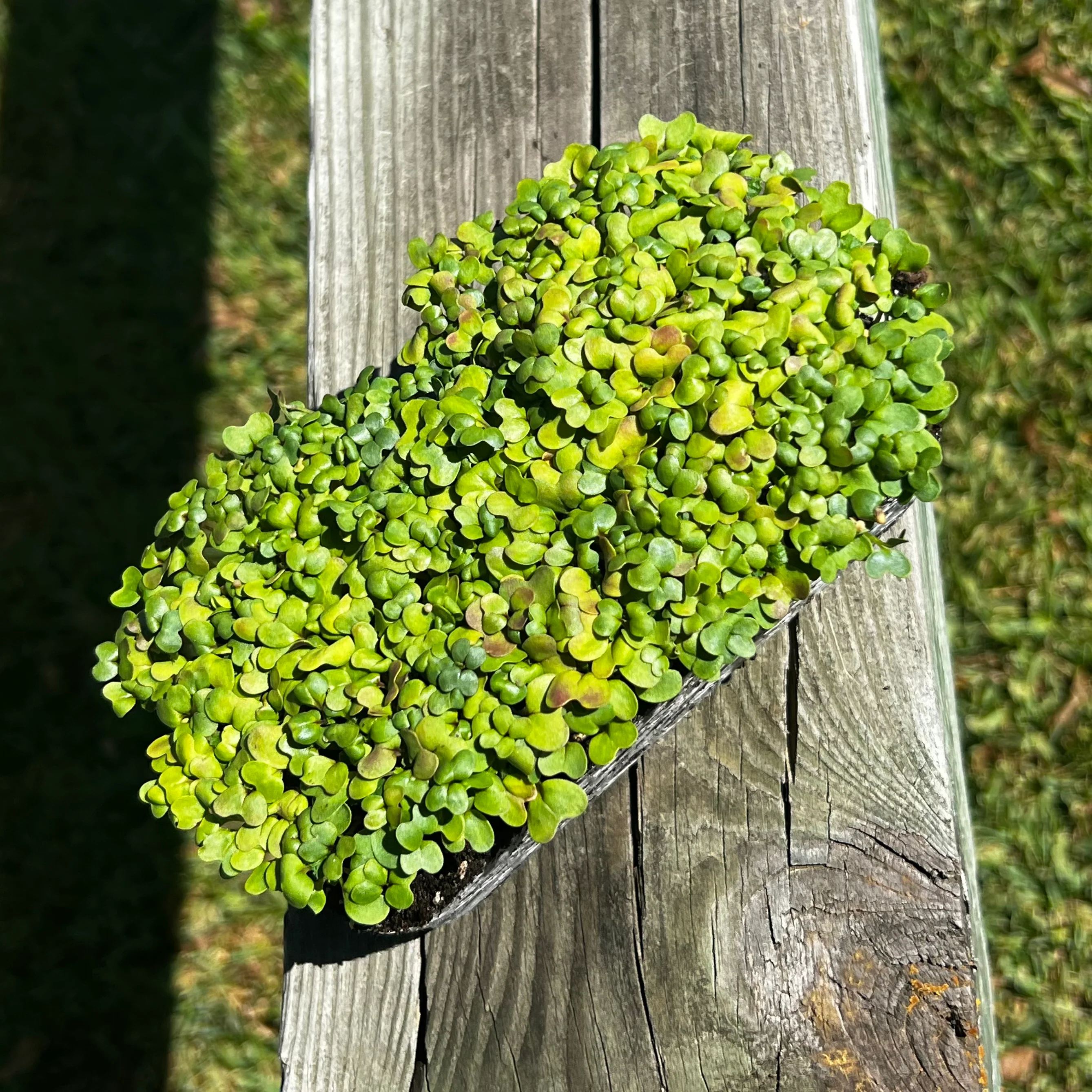 Wasabi Mustard Microgreens - Image 2
