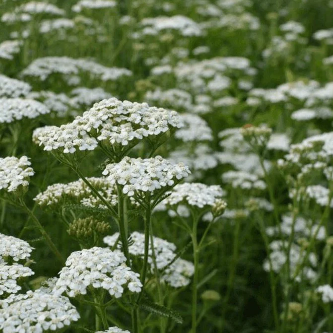White Yarrow